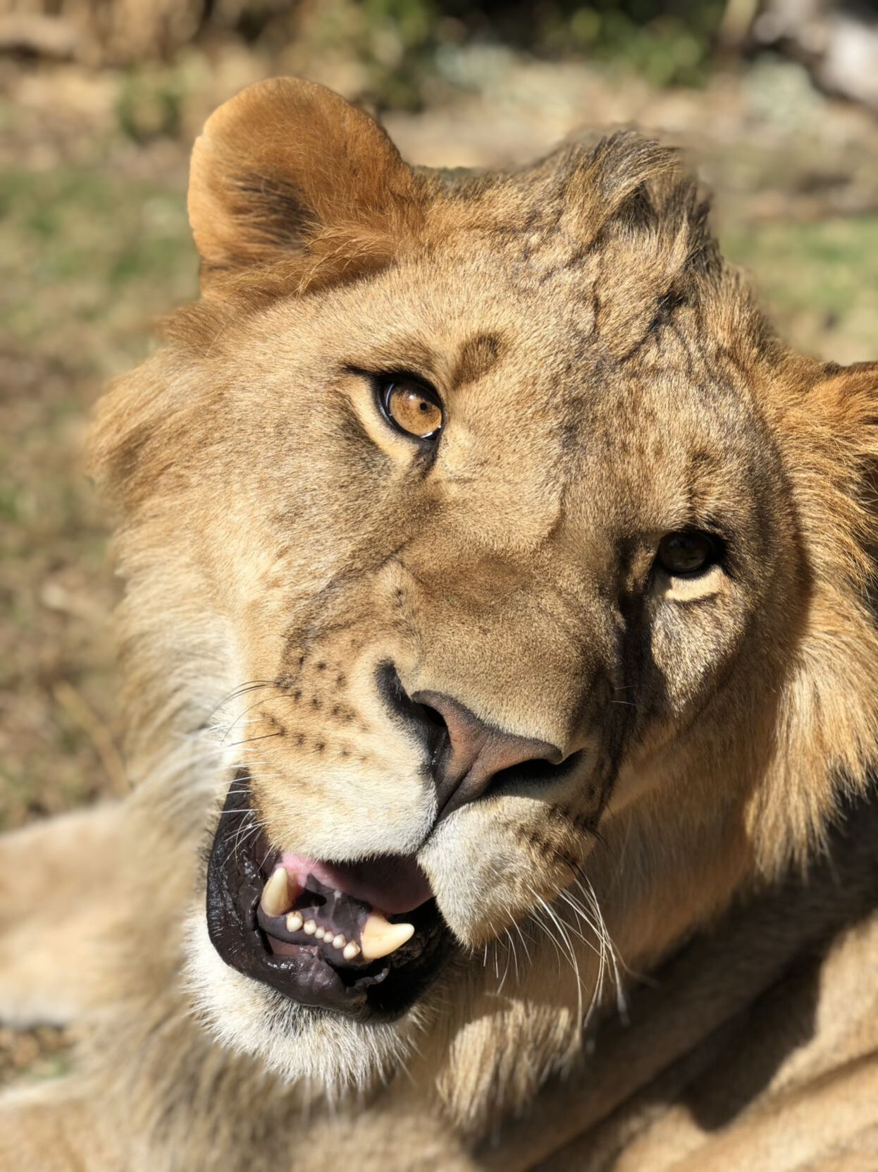 African lion at Six Flags Discovery Kingdom